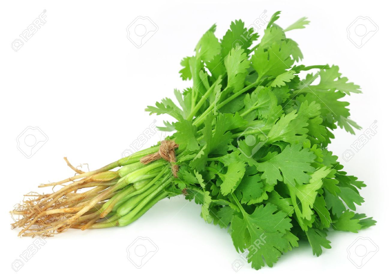 Coriander Leaves Bunch
