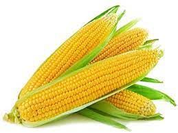 Fresh Fresh Corn_ 500 Grams