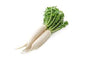 Fresh Radish White (Mooli)_ 500 Grams