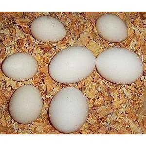 Halal grade a fresh 30 eggs