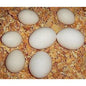 Halal grade a fresh 30 eggs