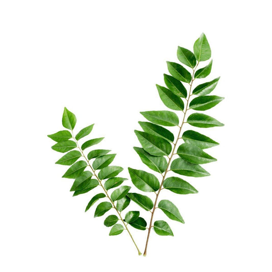 Curry Leaves Sri Lanka 250g